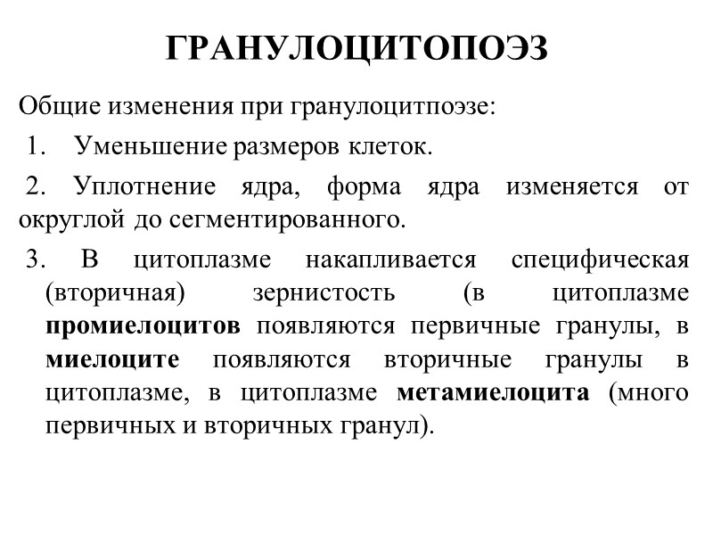 ГРАНУЛОЦИТОПОЭЗ Общие изменения при гранулоцитпоэзе:  1.    Уменьшение размеров клеток. 